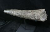 Juvenile Triceratops Horn With Stand - Montana #26870-4